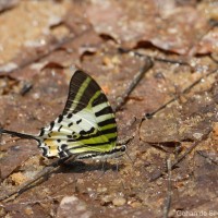 Graphium nomius Esper, 1784